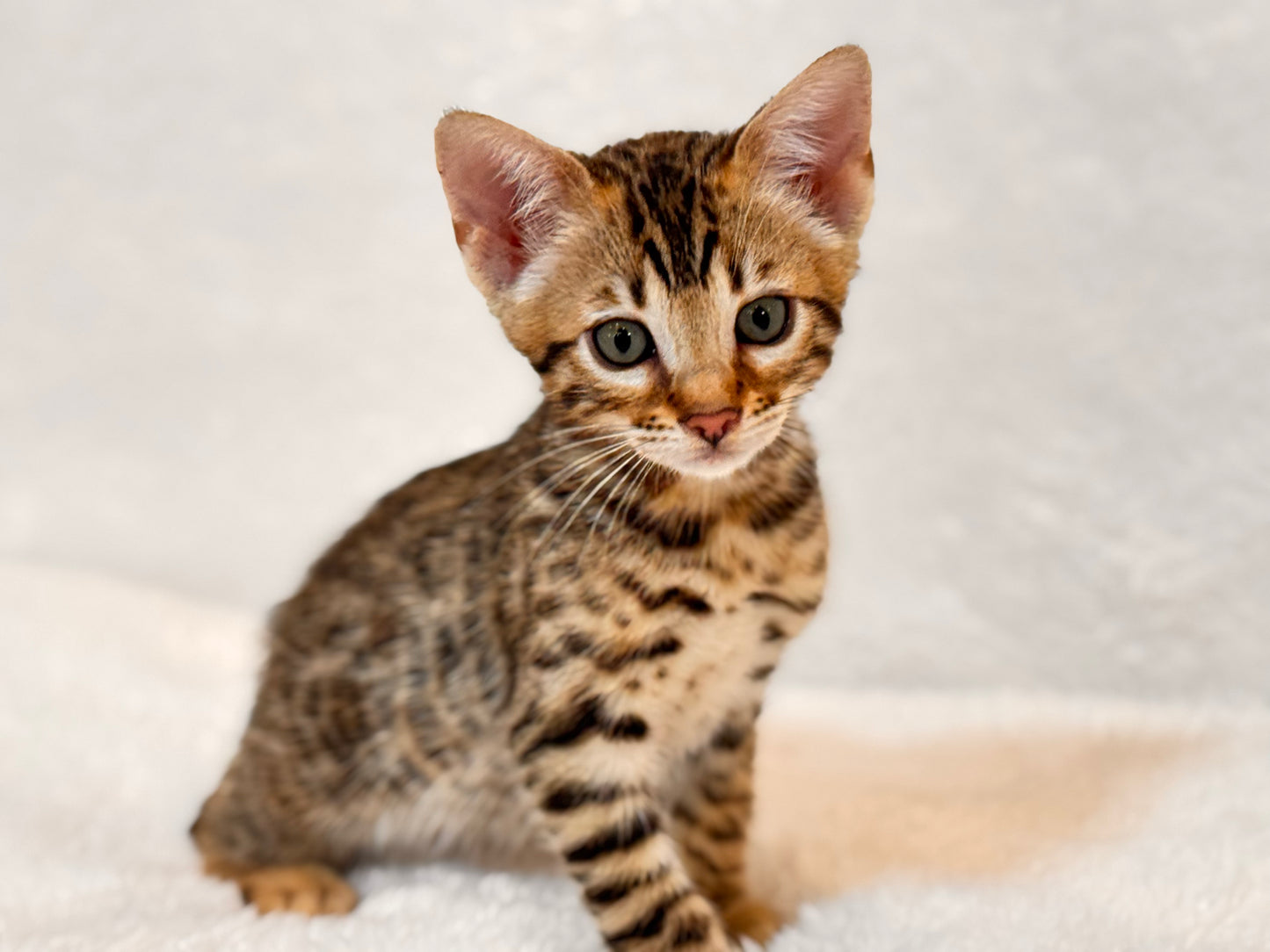 G4 Warm & Gold Rosette Female Sister Bengal Kitten