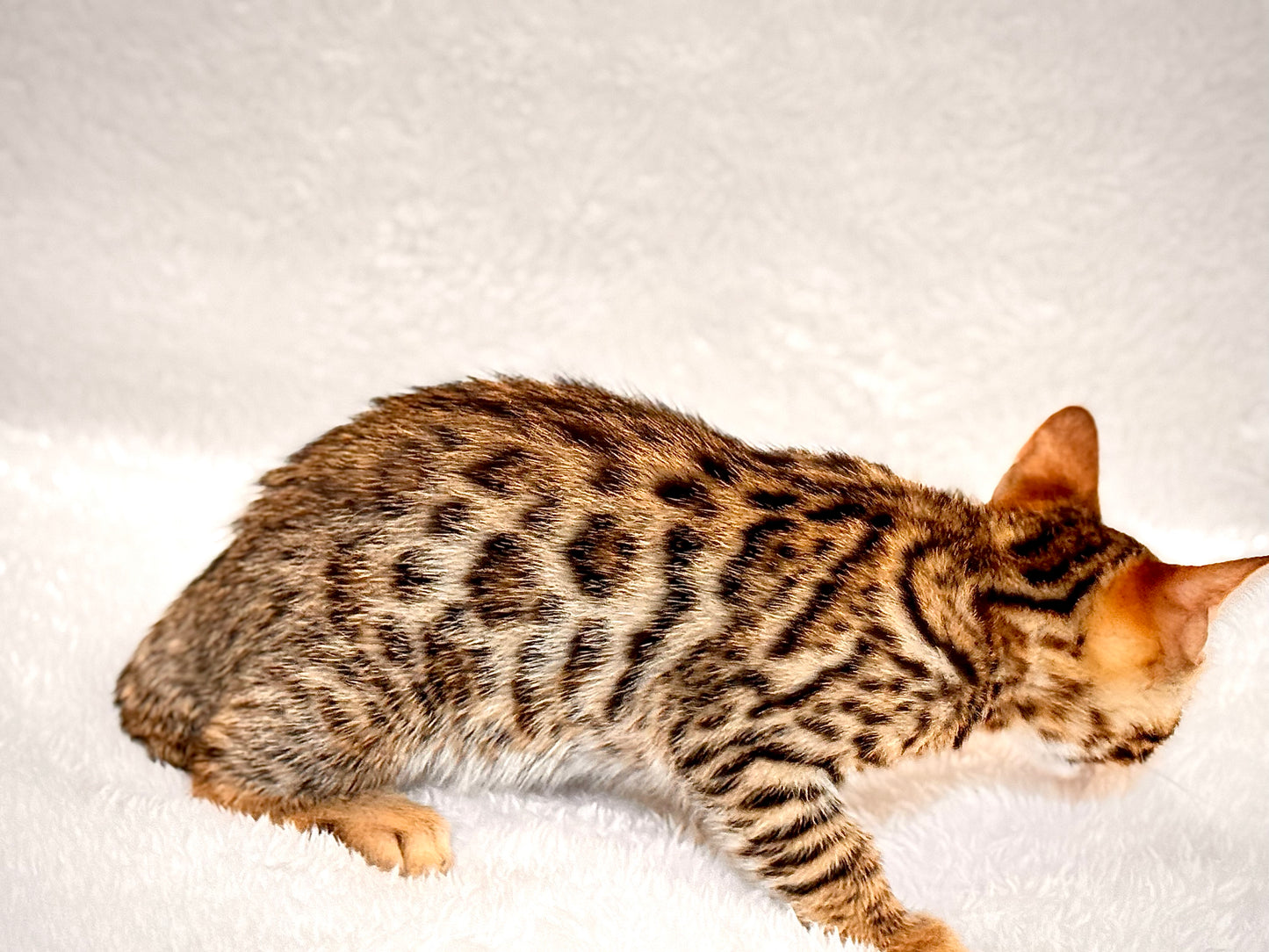 G4 Warm & Gold Rosette Female Sister Bengal Kitten