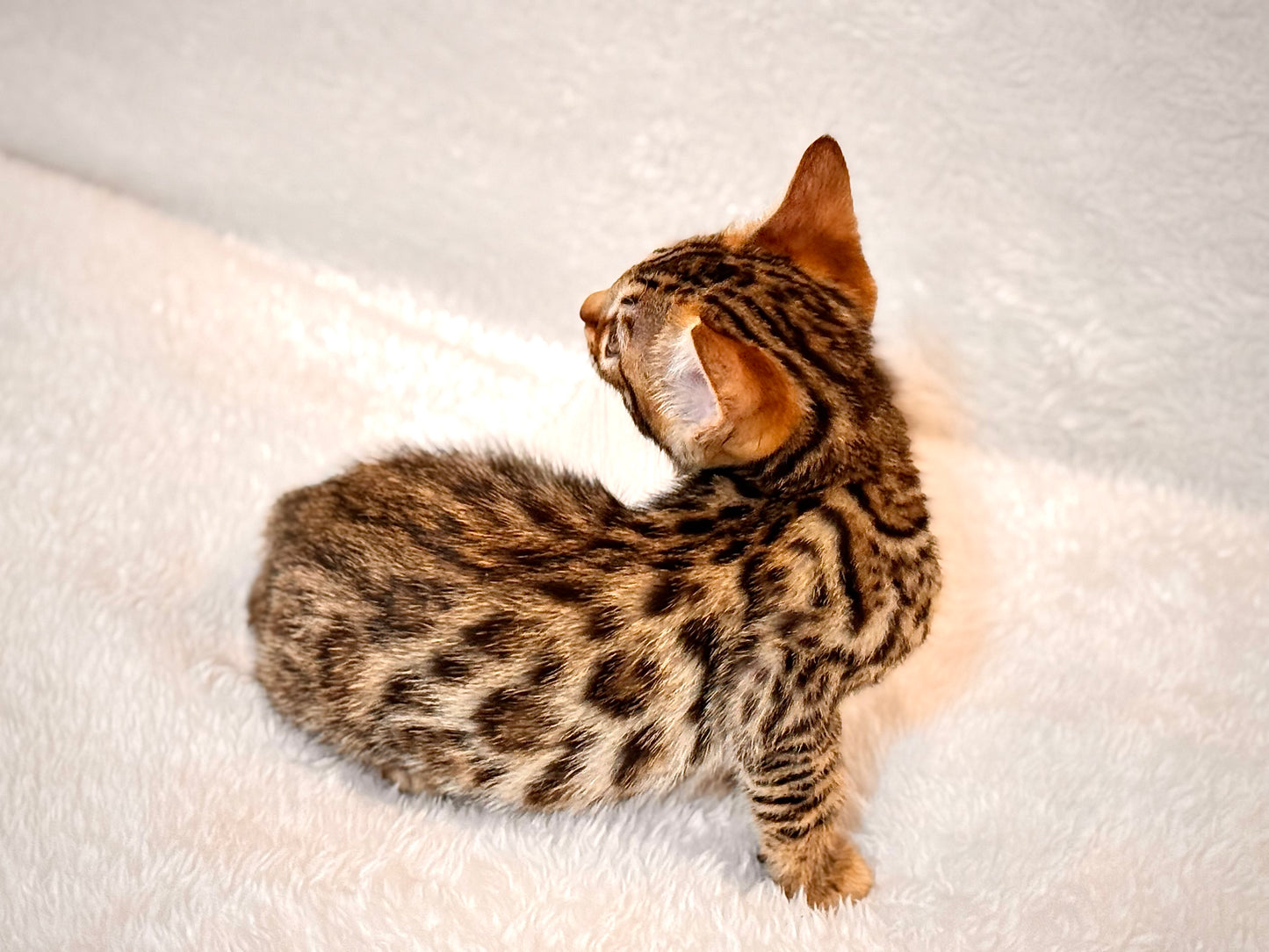 G4 Warm & Gold Rosette Female Sister Bengal Kitten