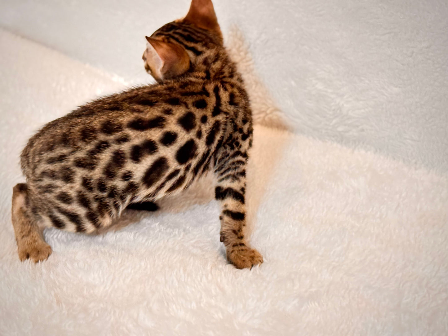 G4 Balck & Gold Rosette Male Bengal Kitten
