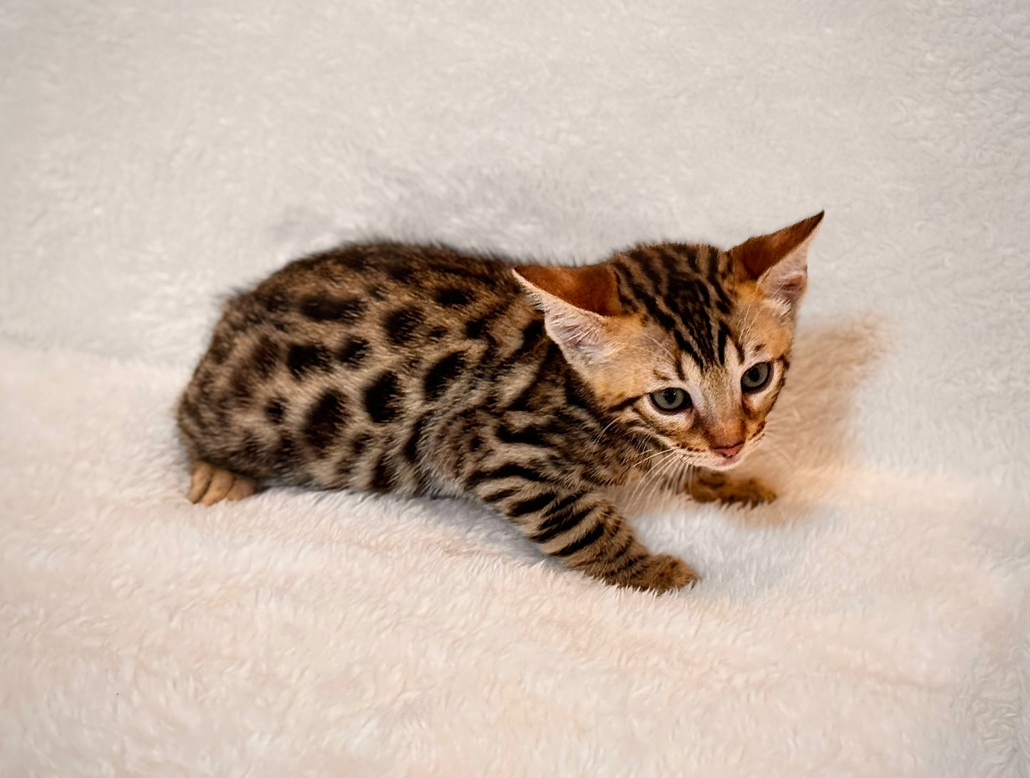G4 Balck & Gold Rosette Male Bengal Kitten