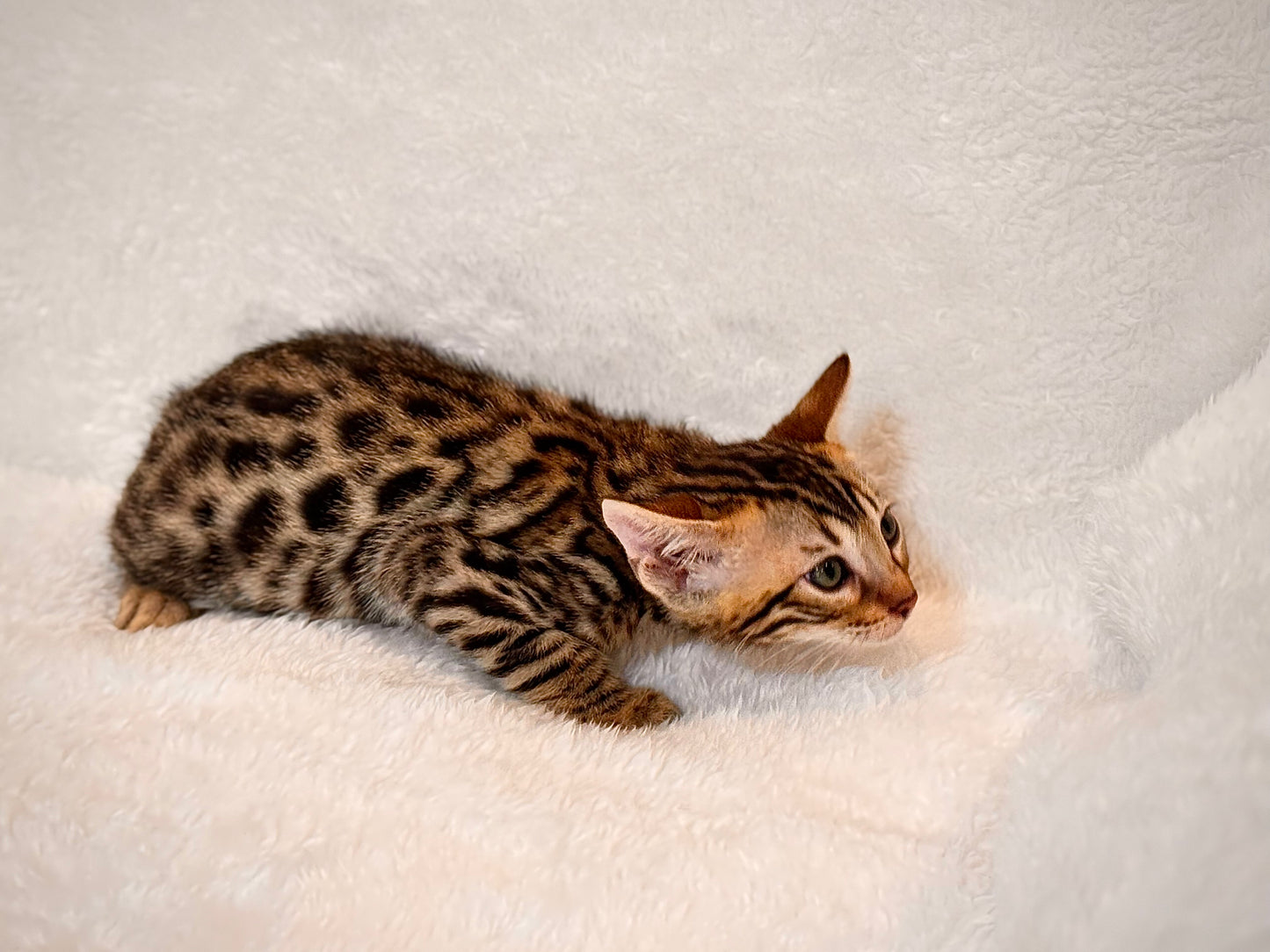 G4 Balck & Gold Rosette Male Bengal Kitten
