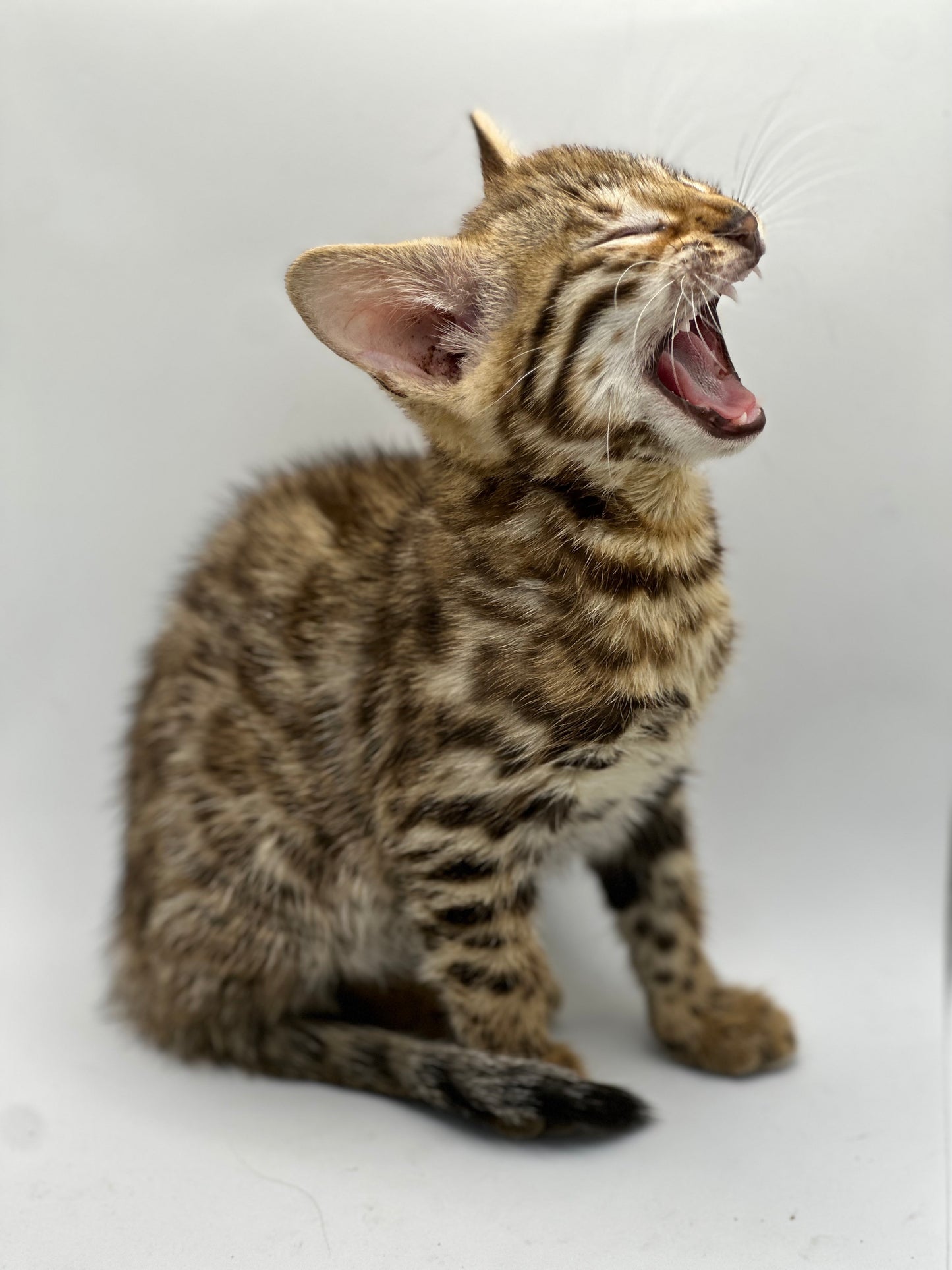 F2 Brown Rosette Bengal Female