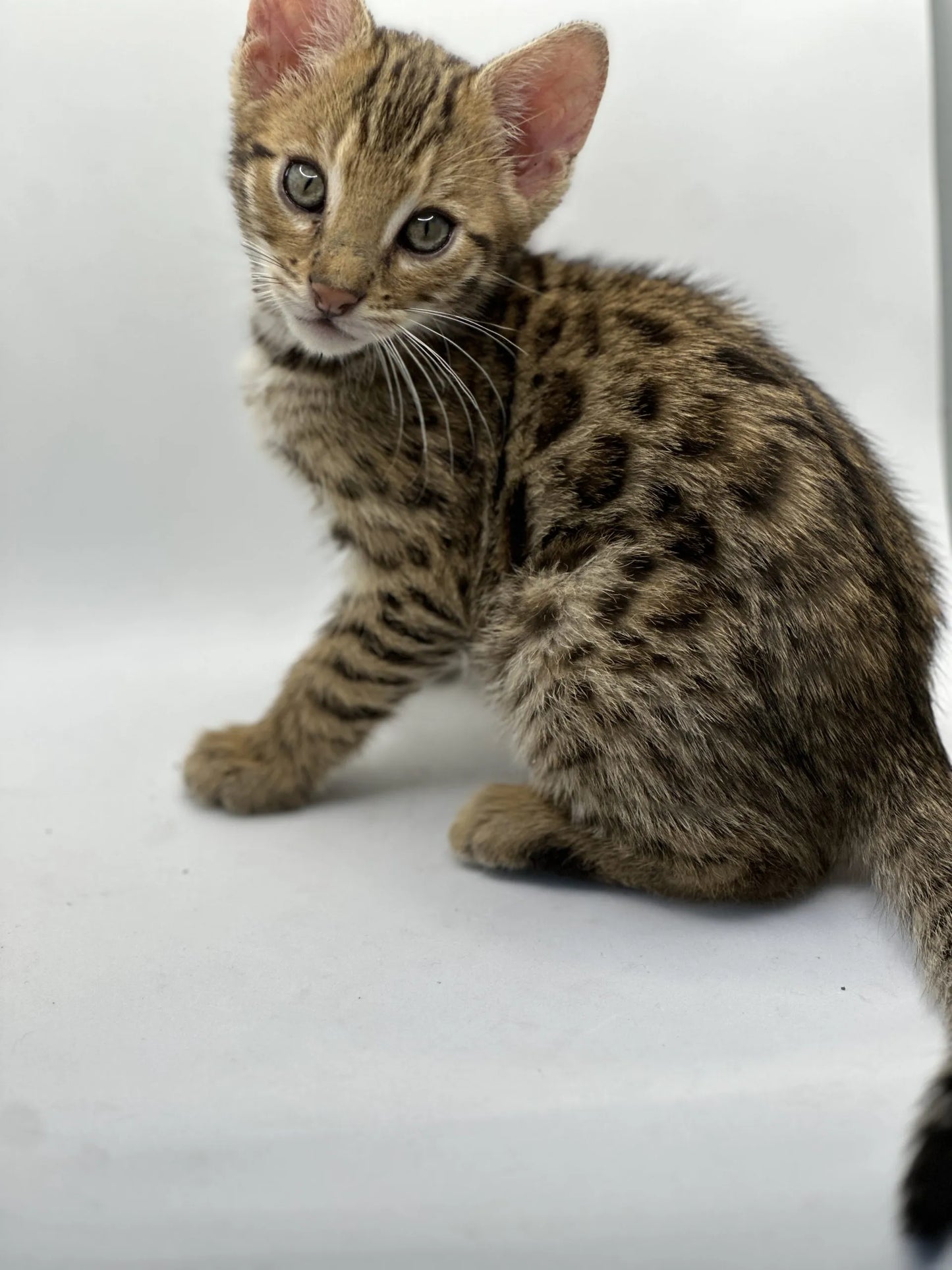 F2 Brown Rosette Bengal Male