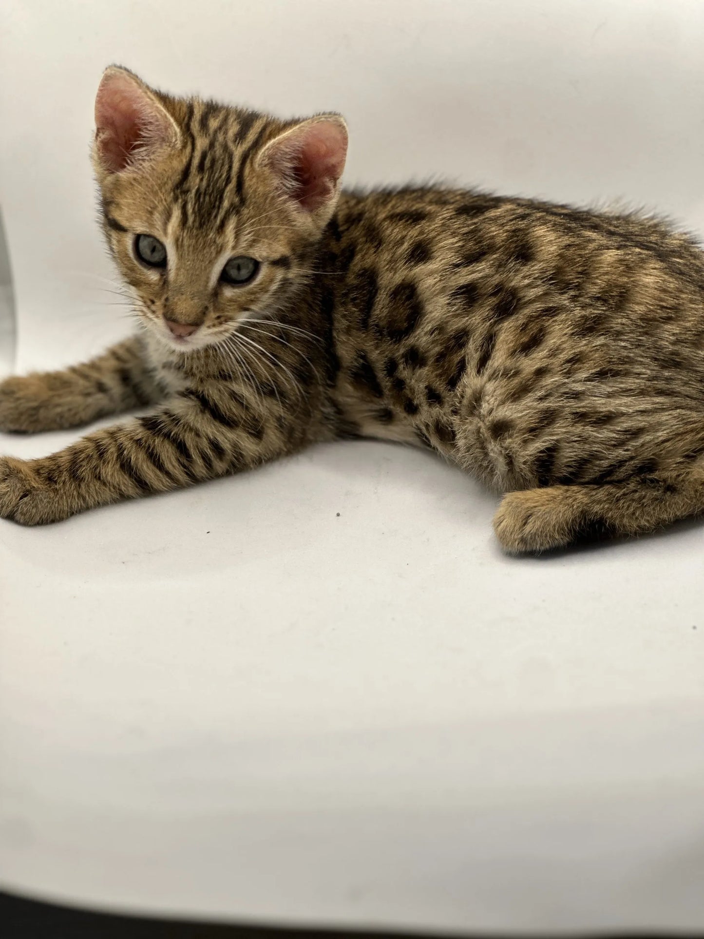 F2 Brown Rosette Bengal Male