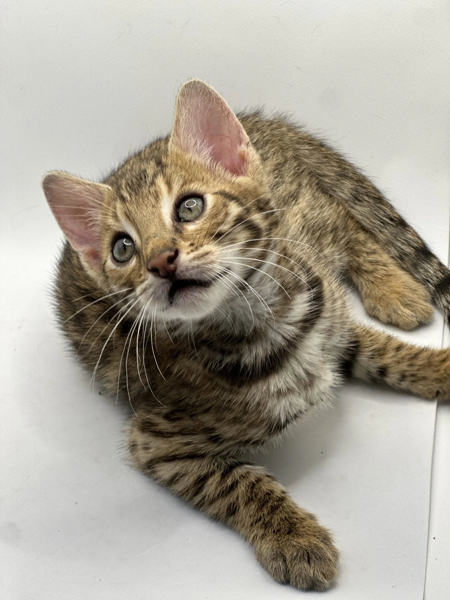 F2 Brown Rosette Bengal Male