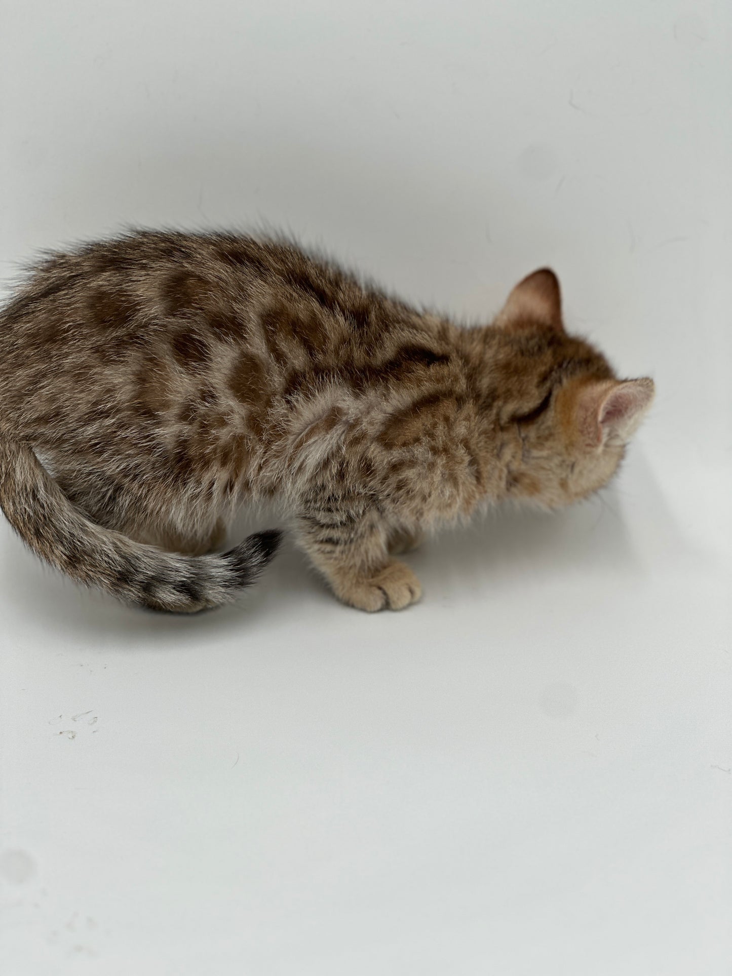 F2 Cinnamon Rosette Bengal Female