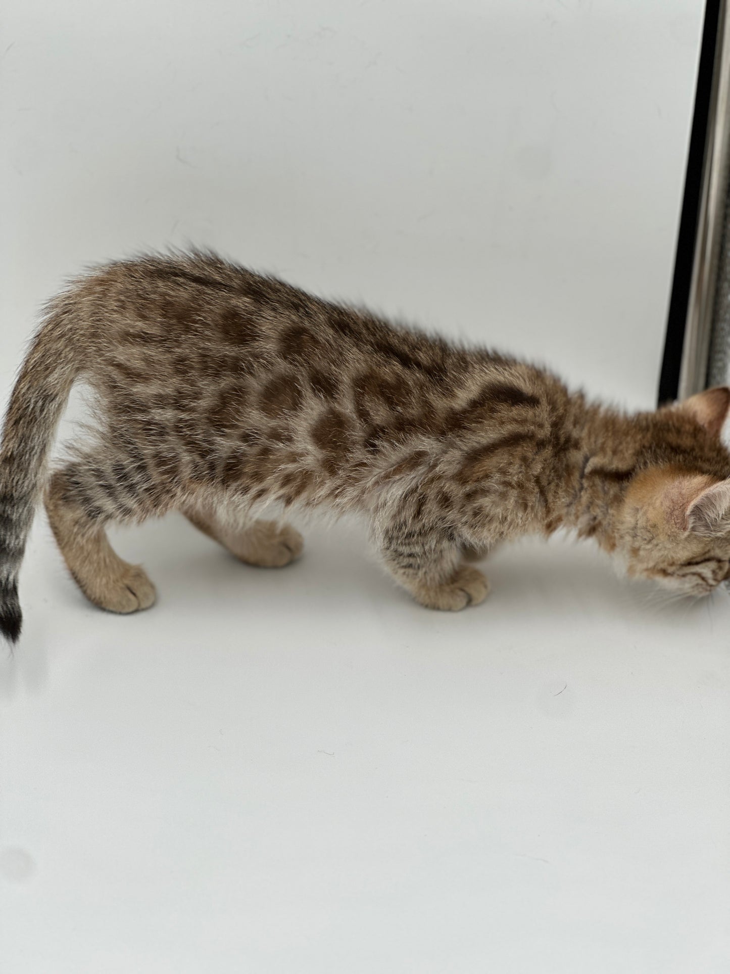 F2 Cinnamon Rosette Bengal Female