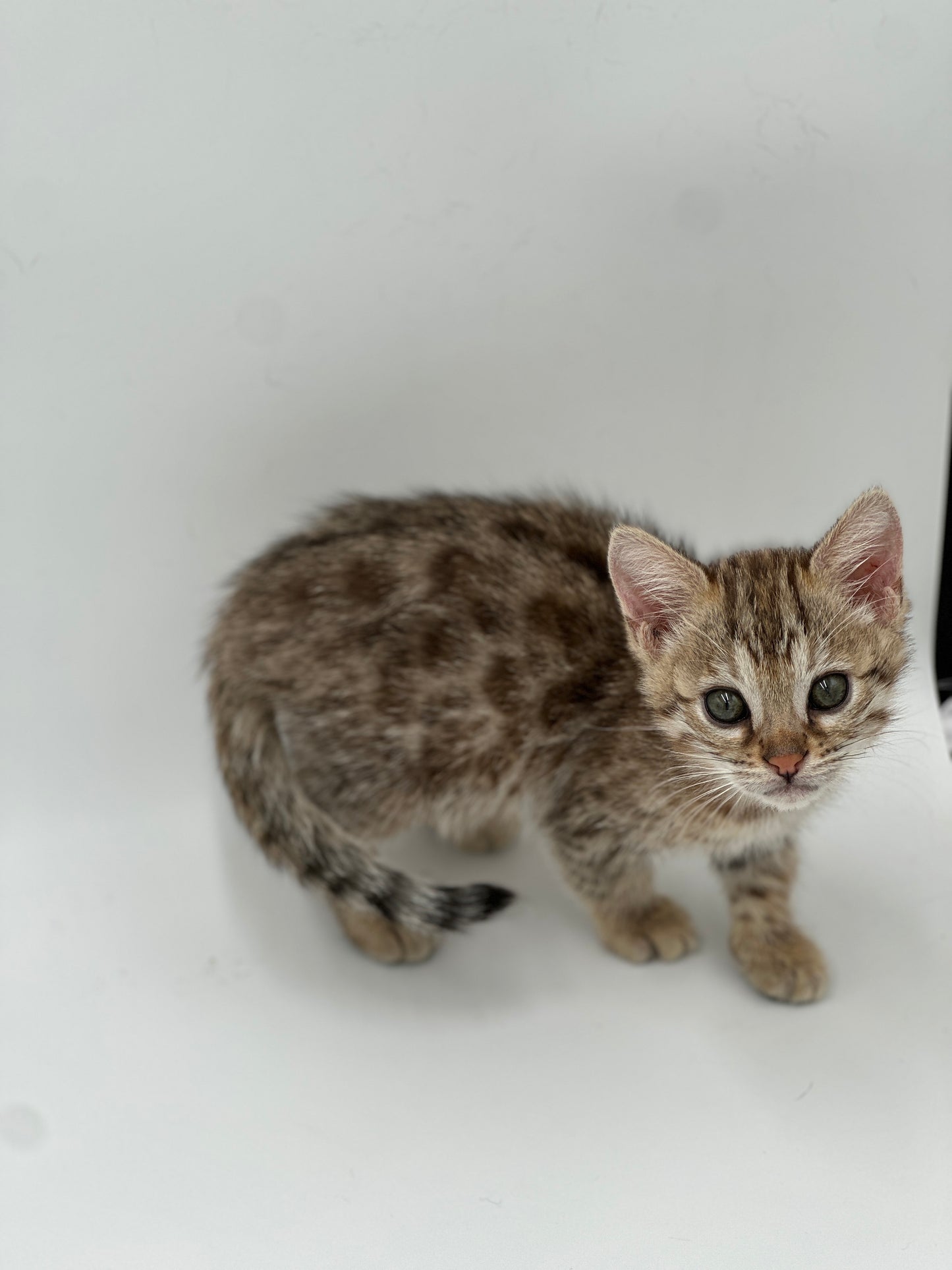 F2 Cinnamon Rosette Bengal Female