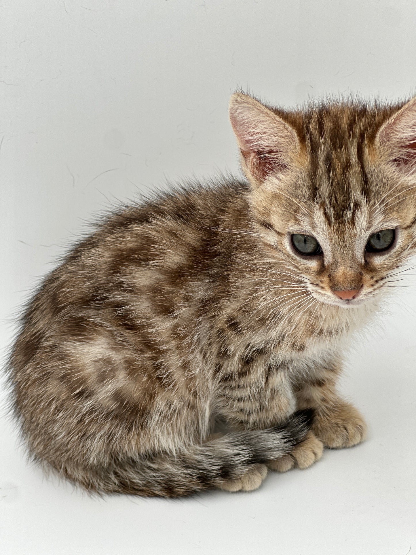 F2 Cinnamon Rosette Bengal Female
