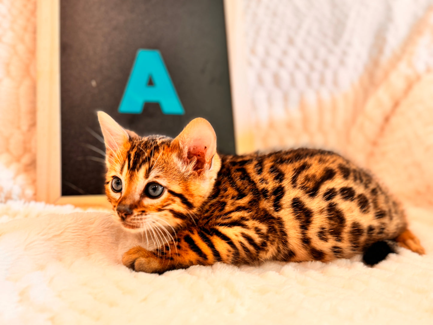 G4 Red Brown Rosetted Bengal Kitten