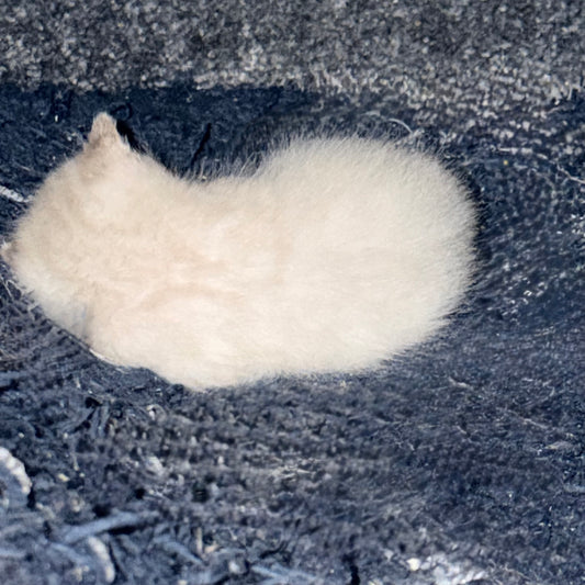 G2 Snow Bengal kittens ready for reservation now to take home in 5 weeks