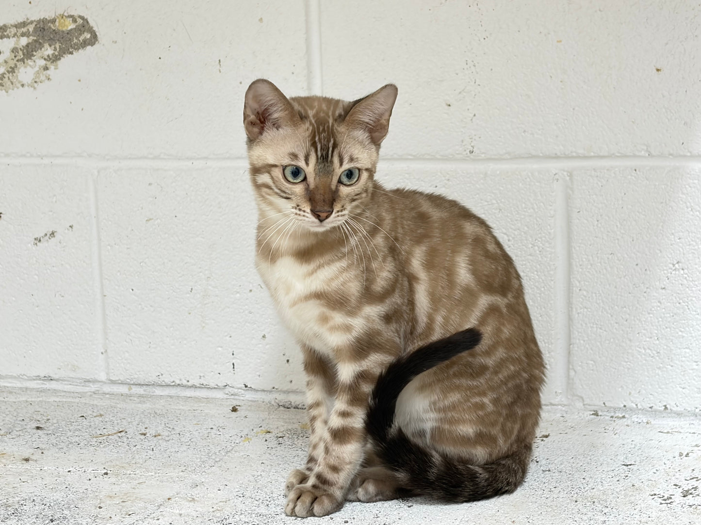 G2 Snow Rosetted Male Bengal Kitten