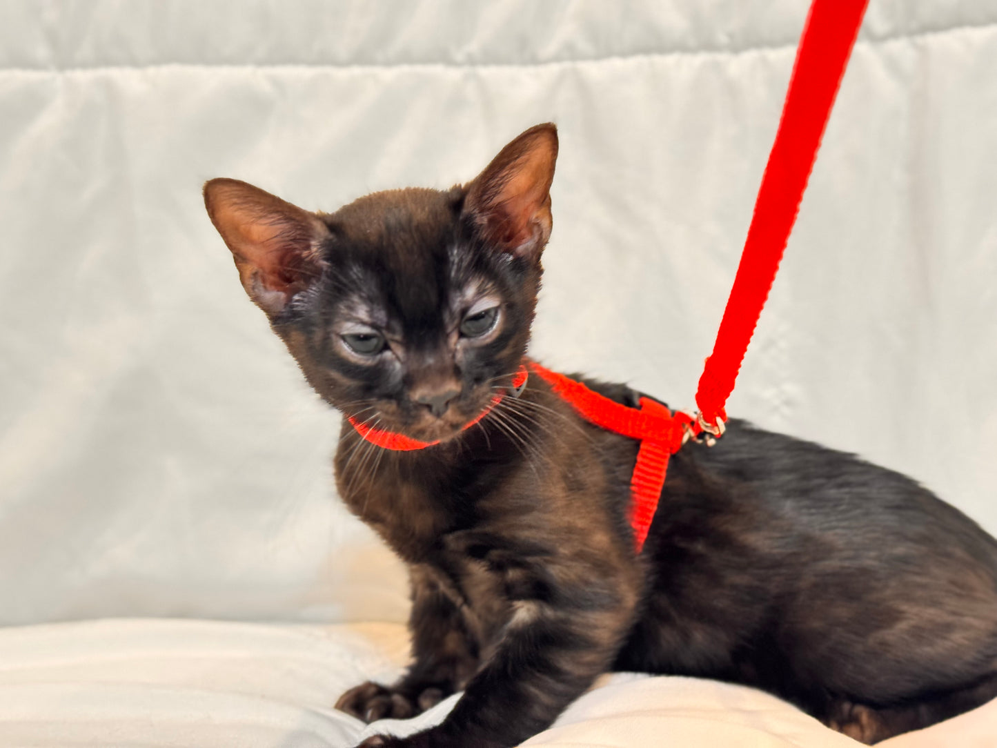 Rare Black Melanistic Rosette Female Bengal Kitten