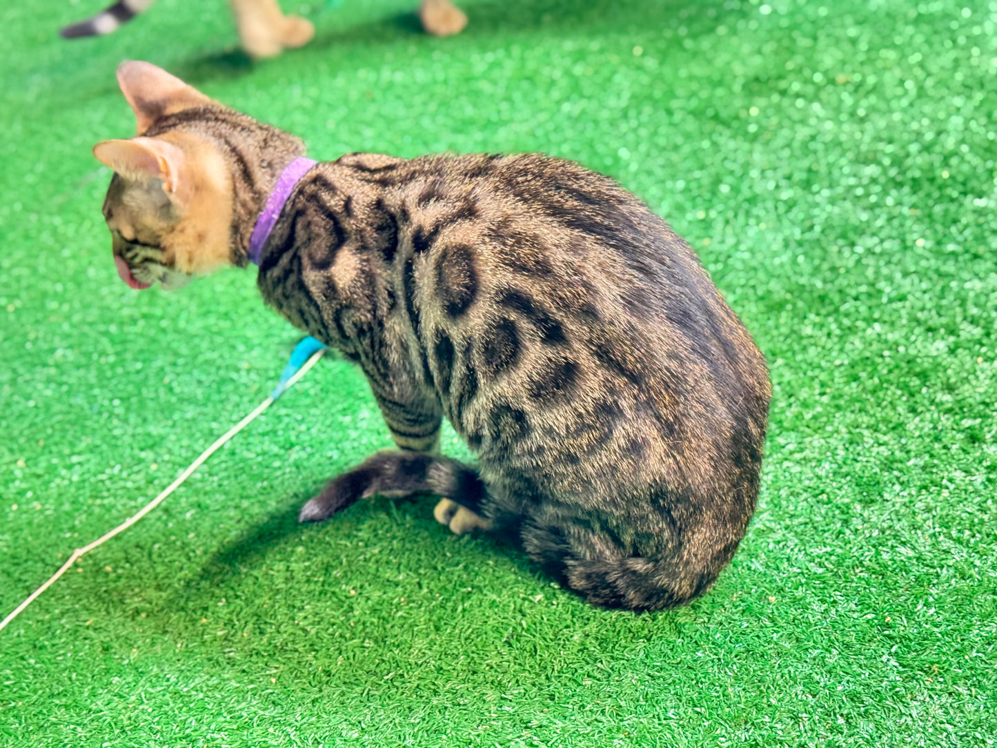 G4 Black Brown Rosettes Female Bengal Kitten