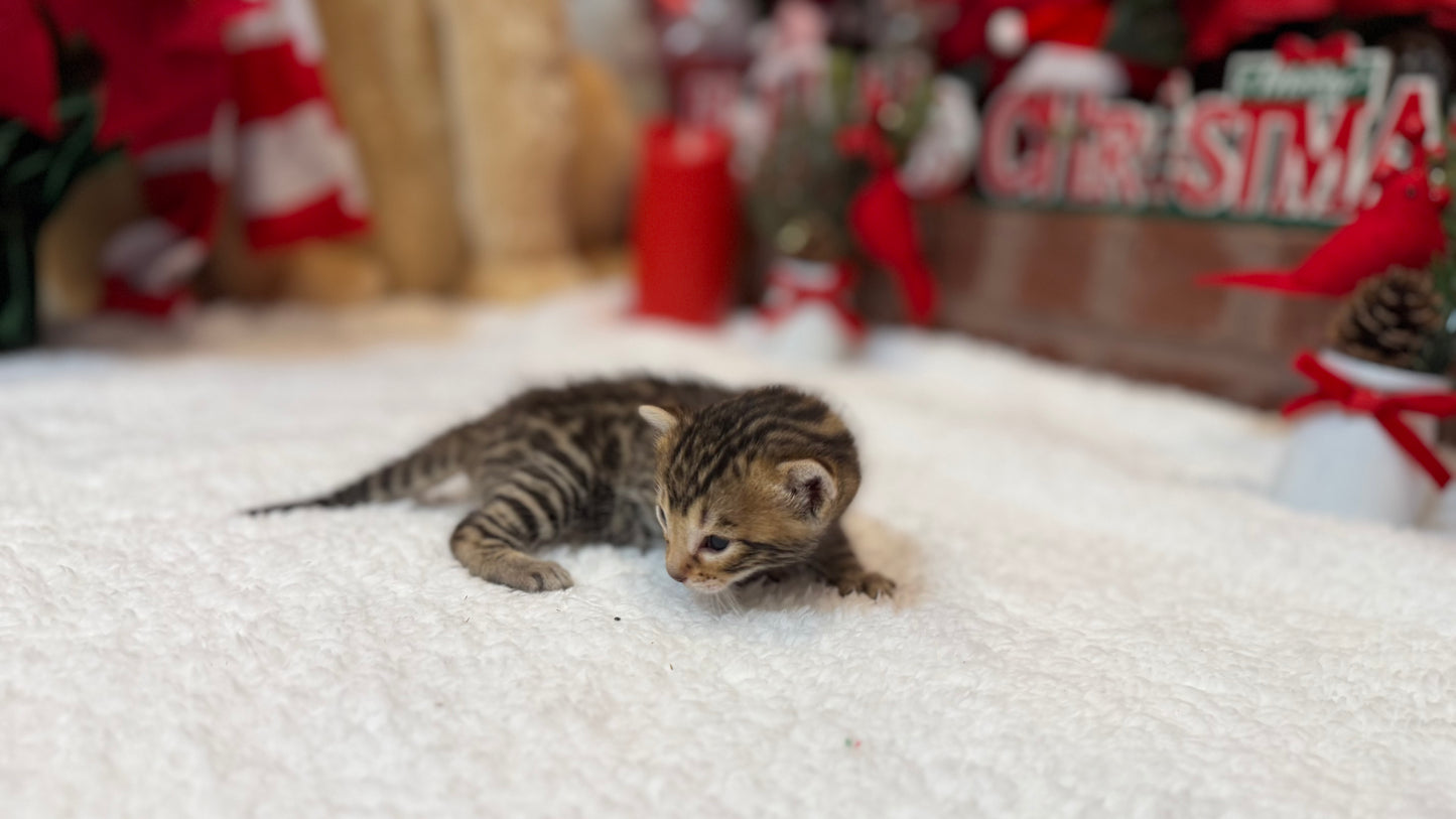 Reserve now                                    Warm Brown& Black Rosette Bengal Kitten