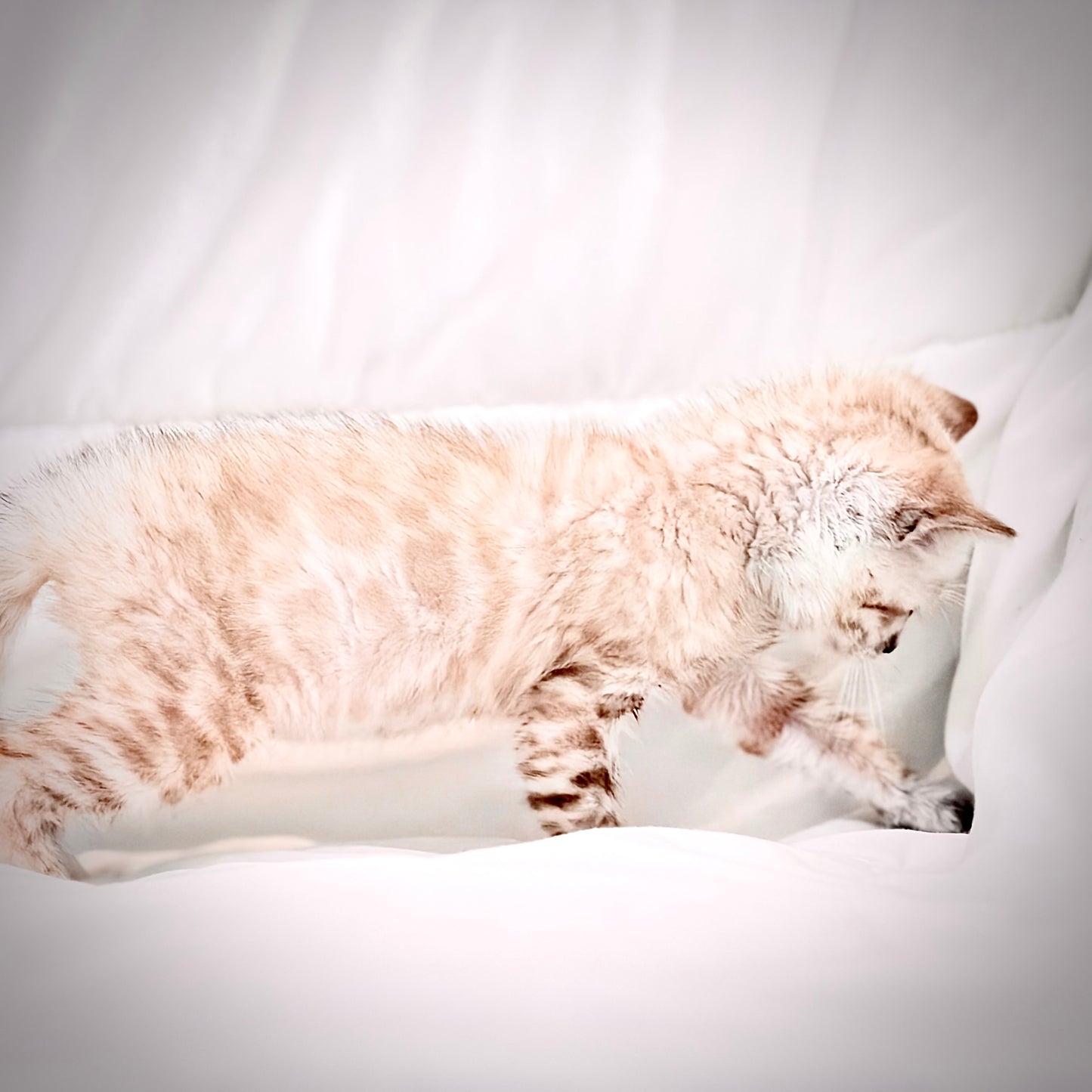 Female Snow Bengal kitten G3