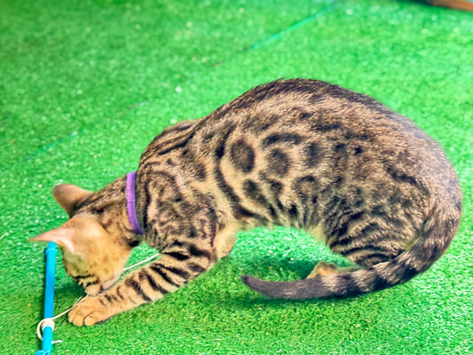 G4 Black Brown Rosettes Female Bengal Kitten