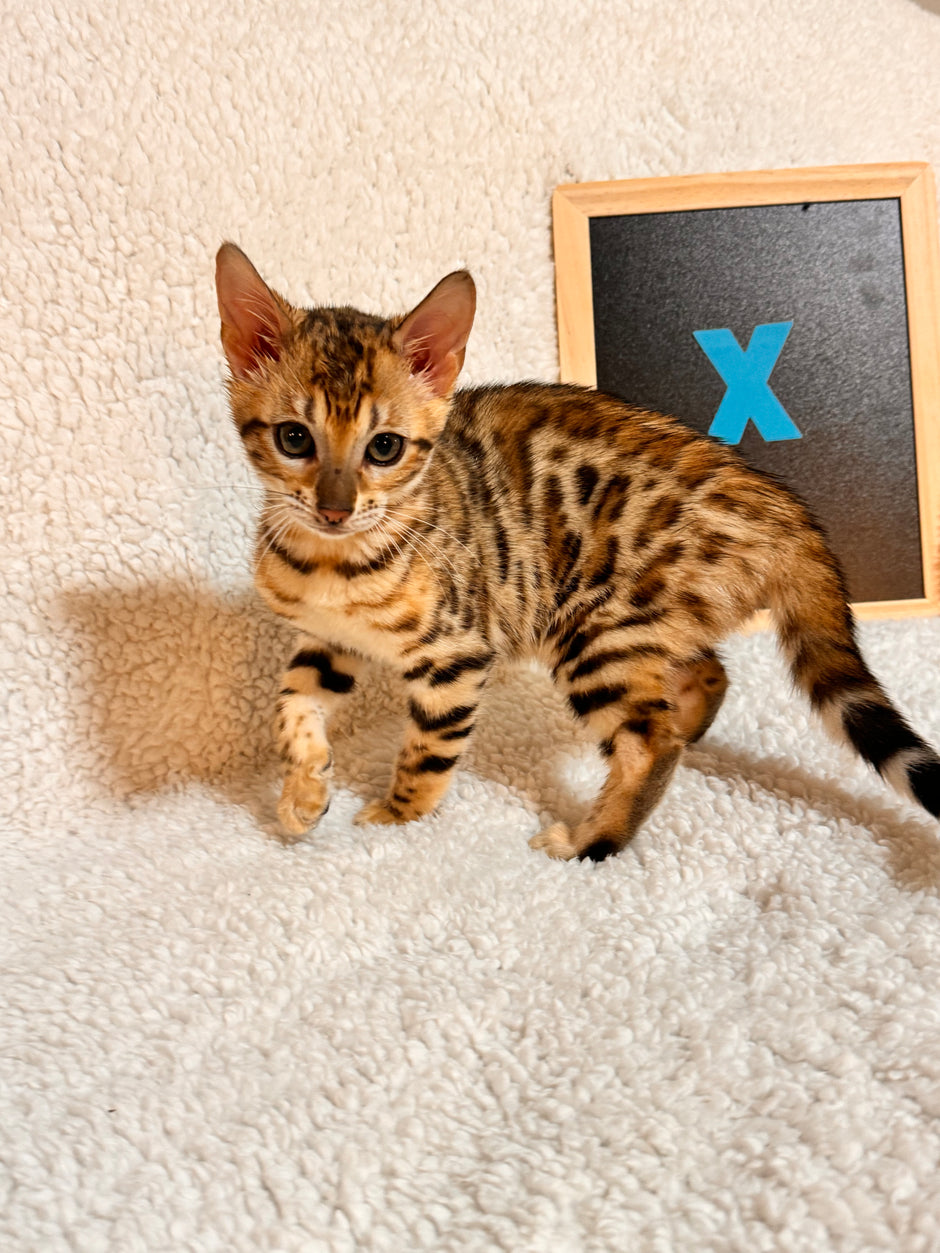 Bengal Kittens – Bengals Of Bama