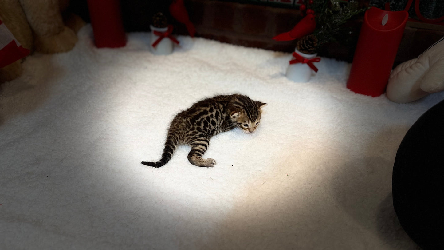 Reserve now                                    Warm Brown& Black Rosette Bengal Kitten
