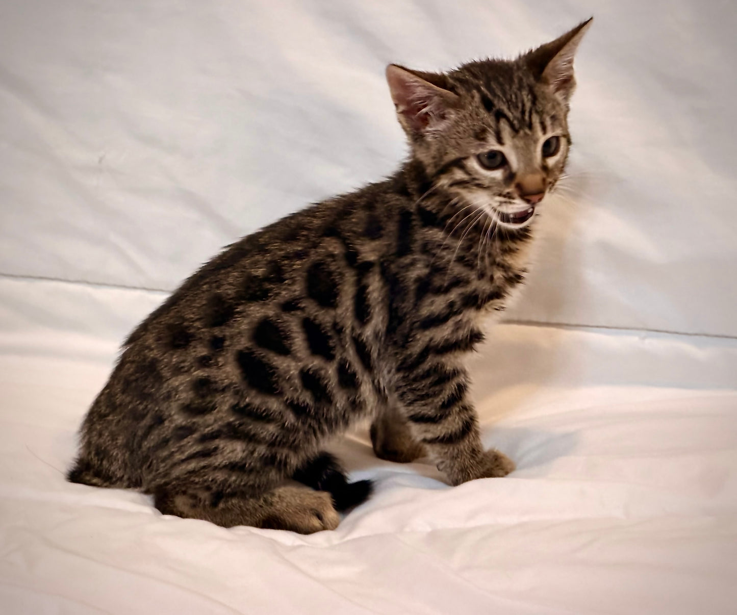 Sold                                                 Boy Bengal Sweet and Adorable                                     Warm Brown& Black Rosetted Bengal Kitten Ready Now