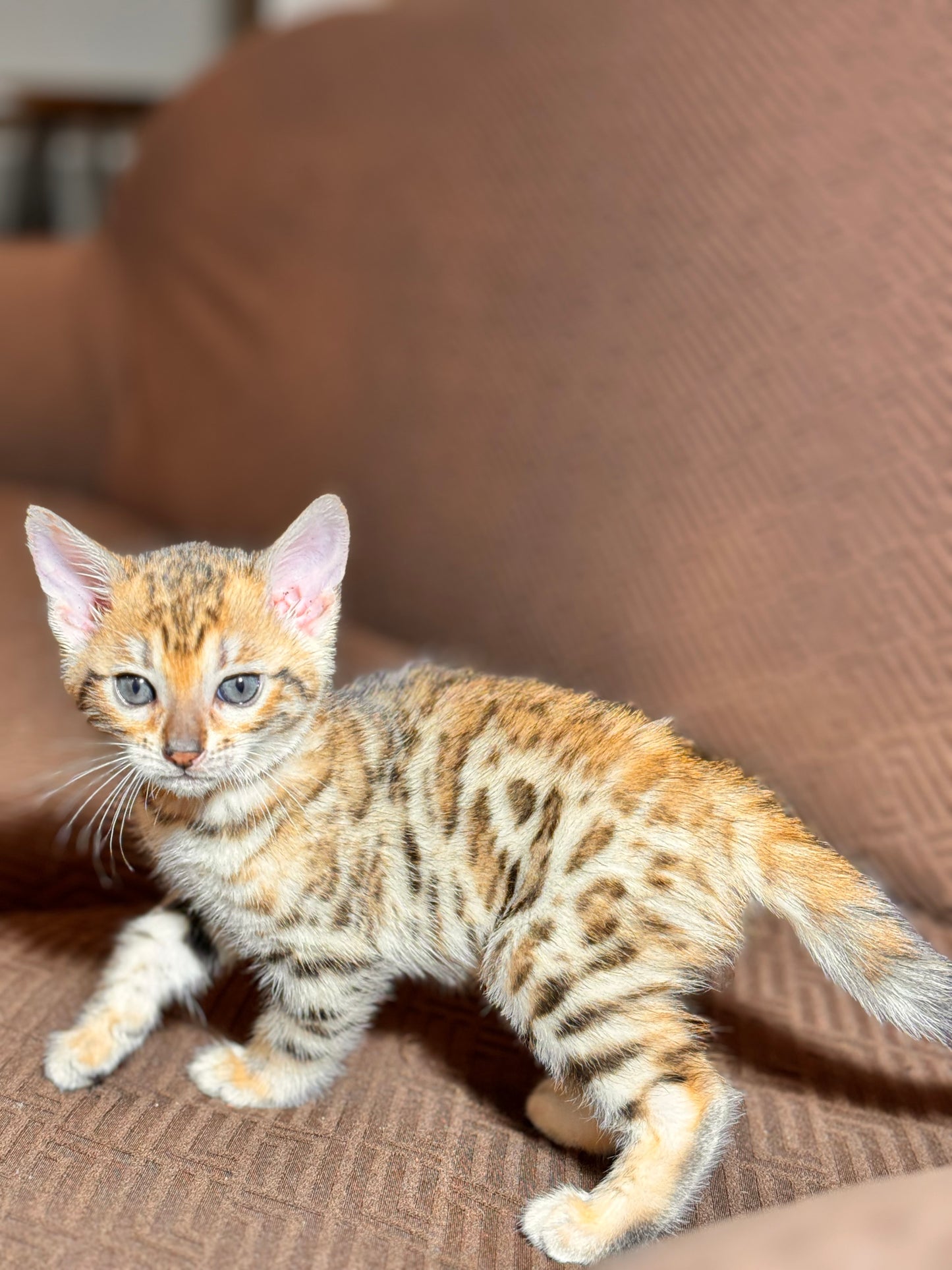 G4 Cinnamon Brown/Orange Rosette Female Bengal Kitten