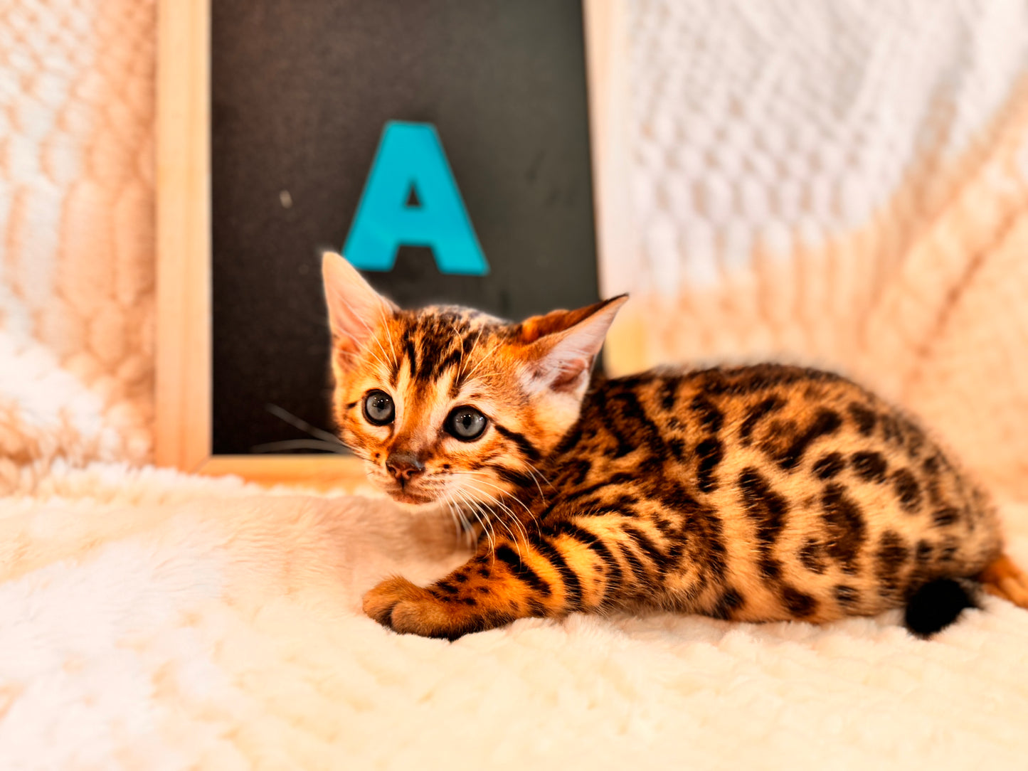 G4 Red Brown Rosetted Bengal Kitten