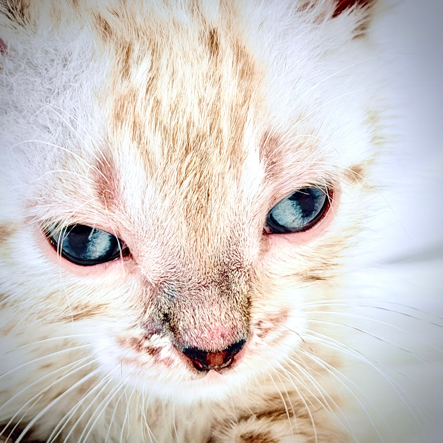 Female Snow Bengal kitten G3