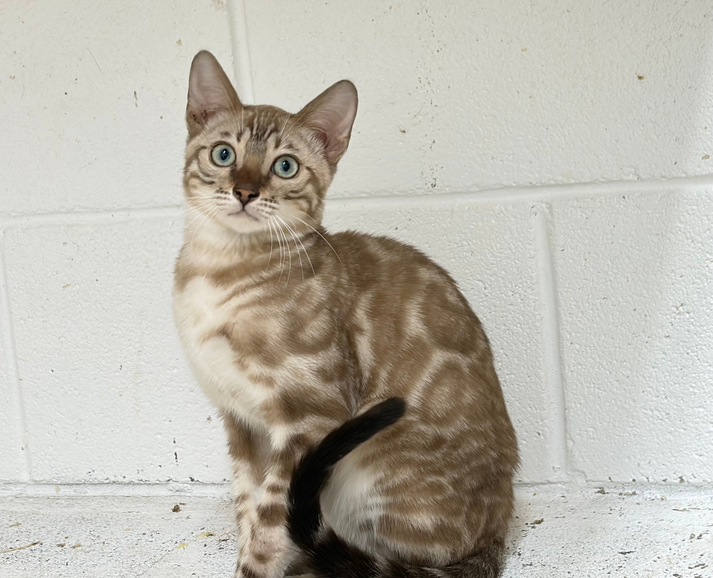 G2 Snow Rosetted Male Bengal Kitten