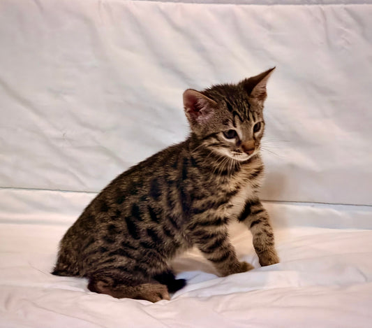 Sold                                                 Boy Bengal Sweet and Adorable                                     Warm Brown& Black Rosetted Bengal Kitten Ready Now