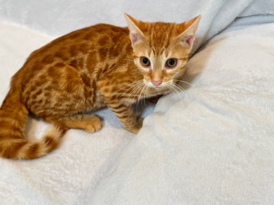 Red Sorrel Boy Bengal Kitten