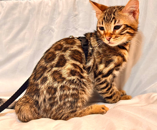 GoldenBrown Leopard Rosetted Male Bengal Kitten
