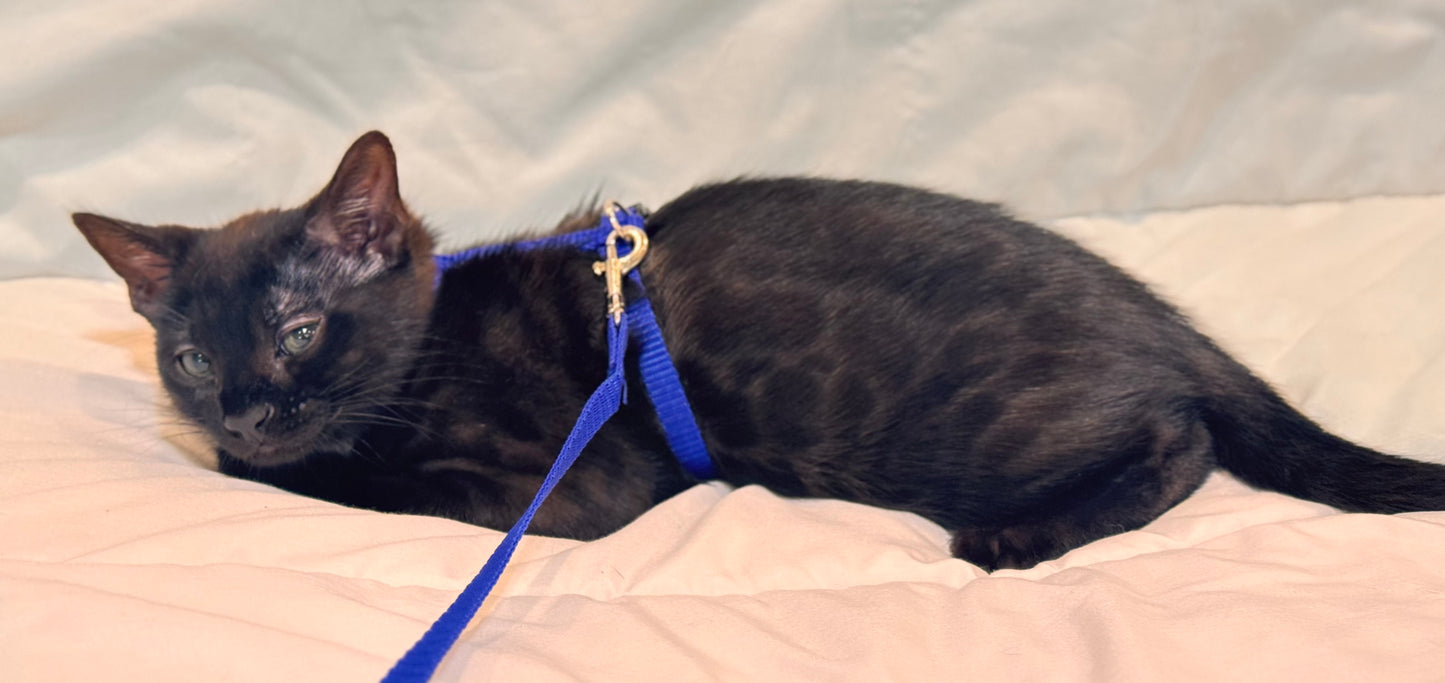 Rare Black Melanistic Rosette Male Bengal Kitten with Green Eyes
