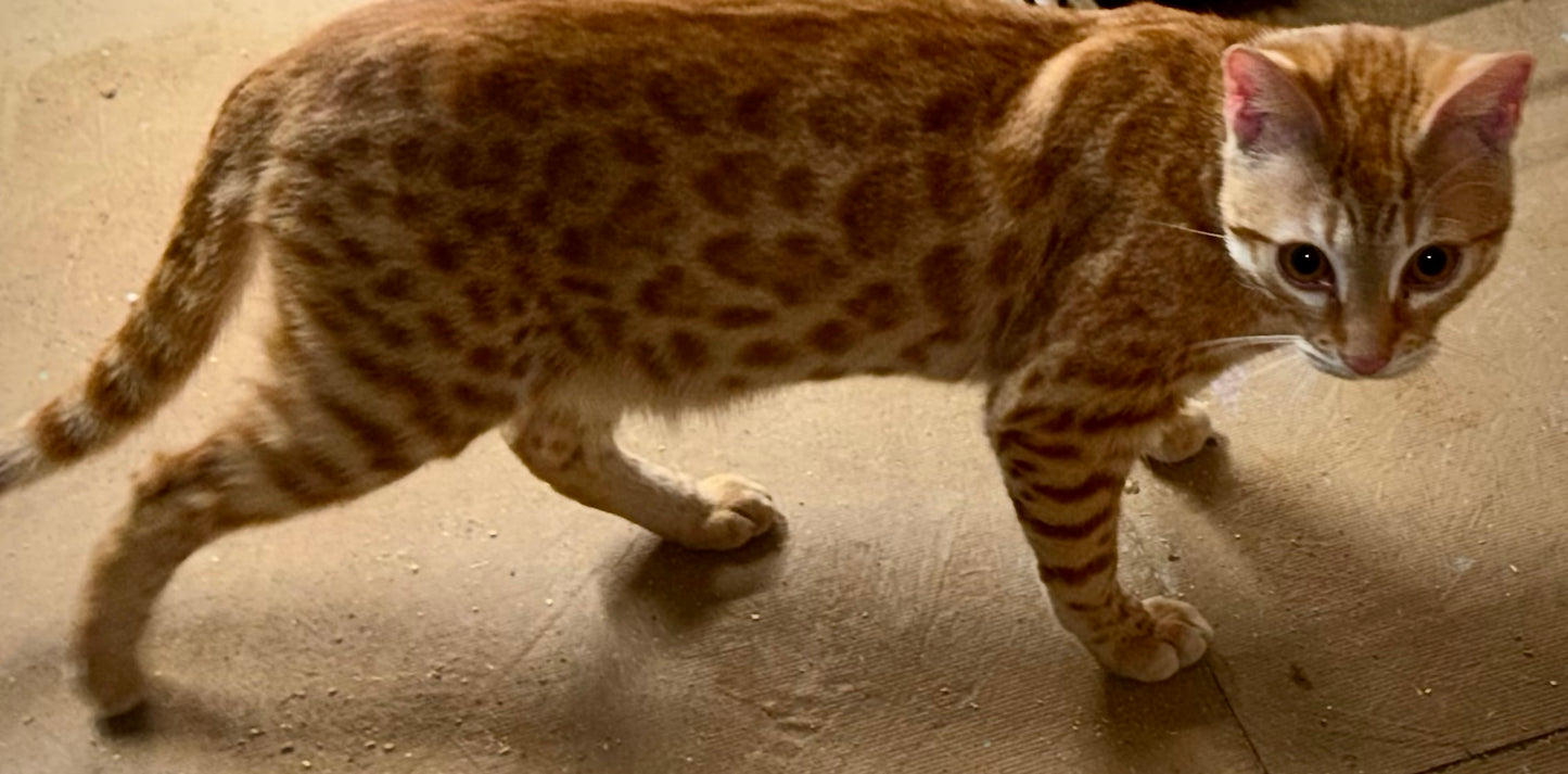 Exotic Red Rosettes Boy Bengal  Kitten