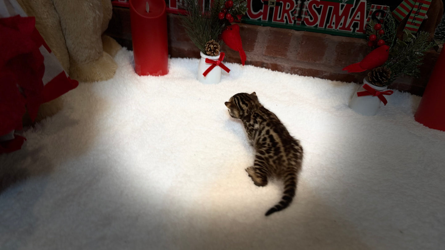 Reserve now                                    Warm Brown& Black Rosette Bengal Kitten