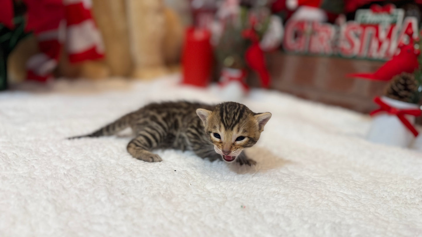 Reserve now                                    Warm Brown& Black Rosette Bengal Kitten