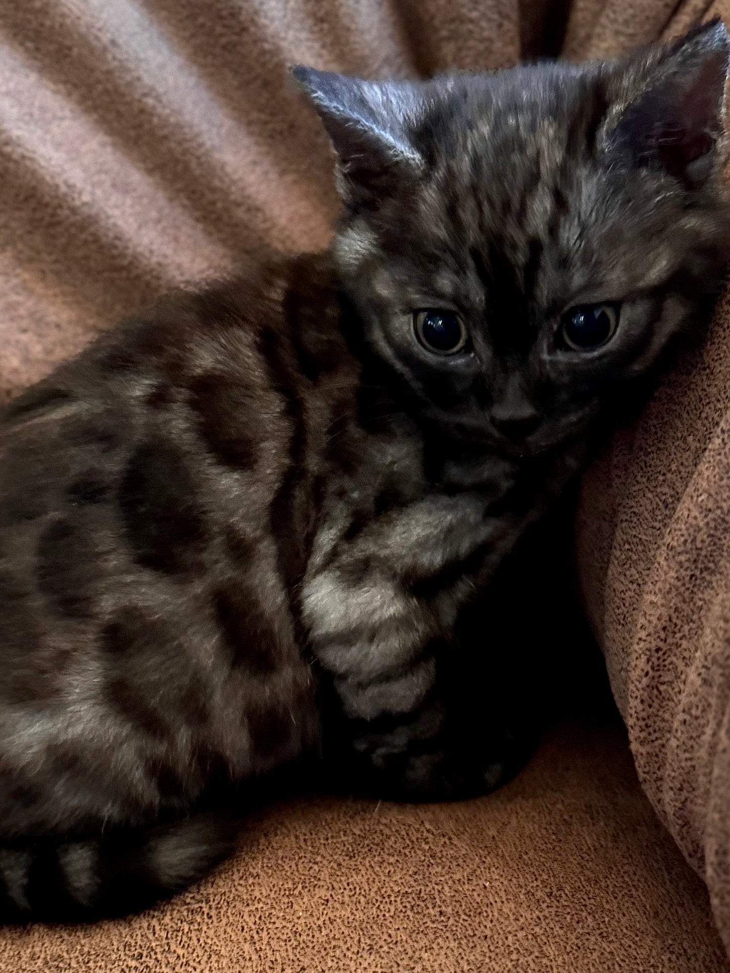 Black Melanestic Female Bengal Kitten