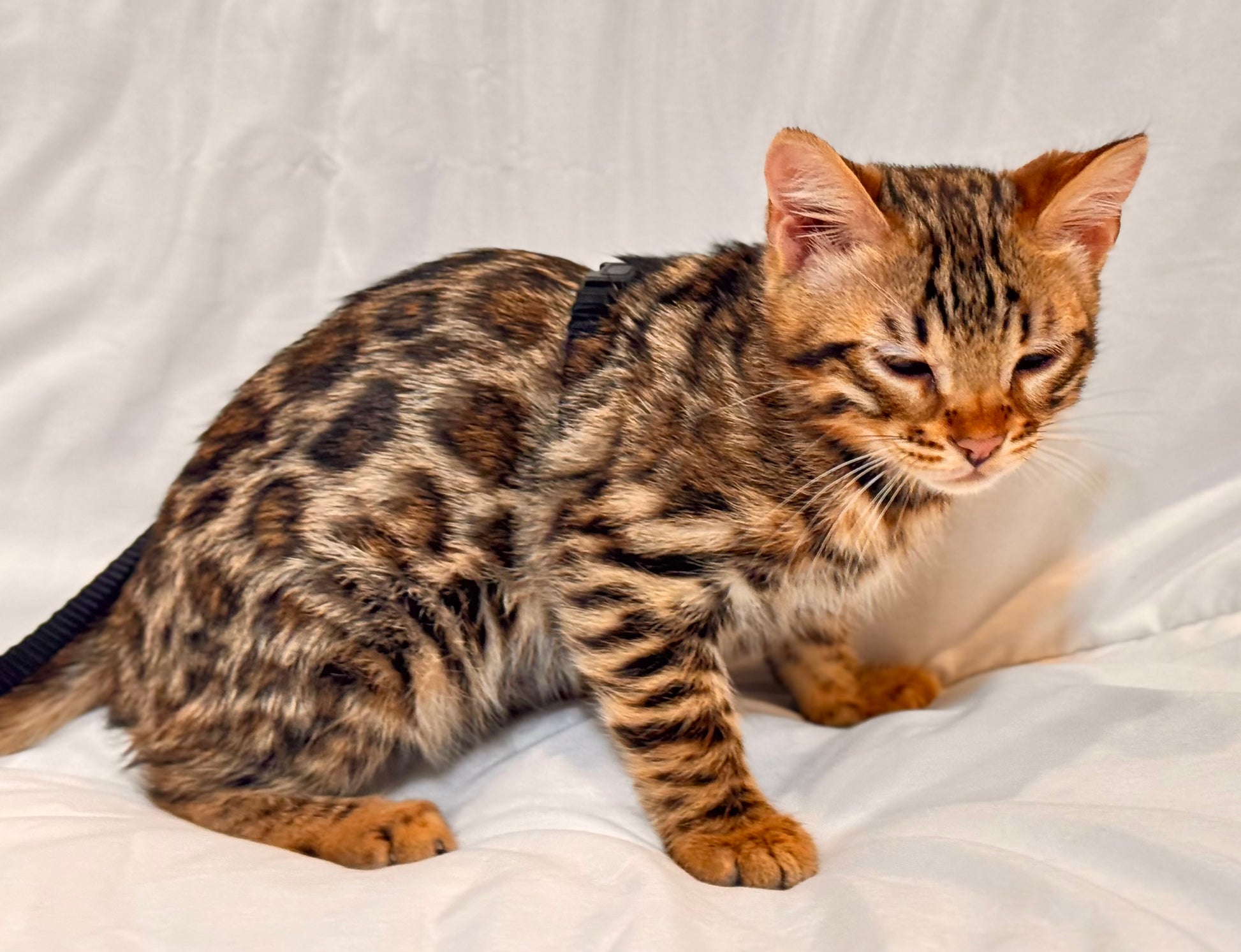 Golden Brown Leopard Rosette Male Bengal Kitten- Reserved