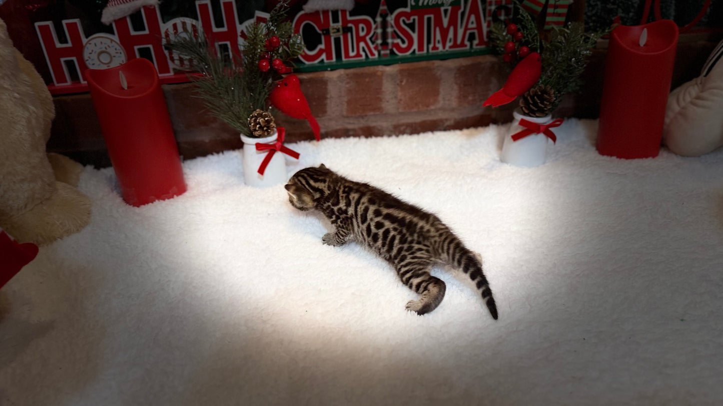 Reserve now                                    Warm Brown& Black Rosette Bengal Kitten