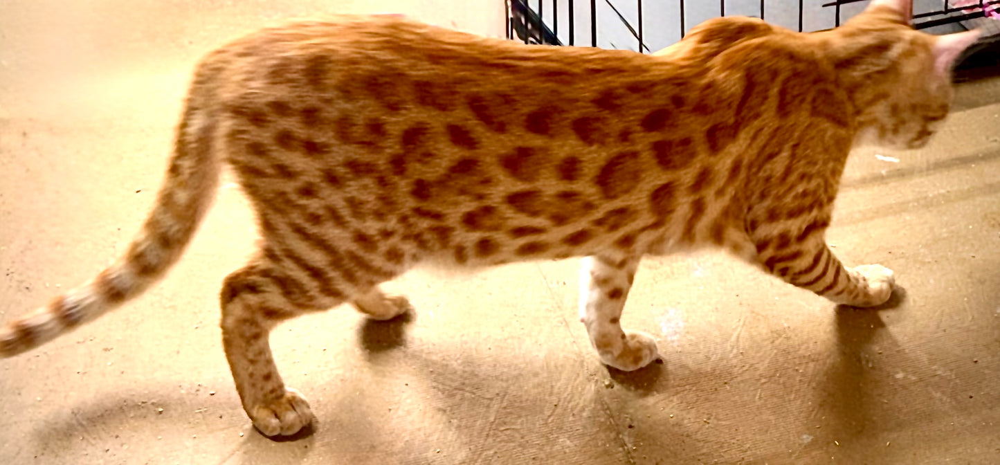 Exotic Red Rosettes Boy Bengal  Kitten