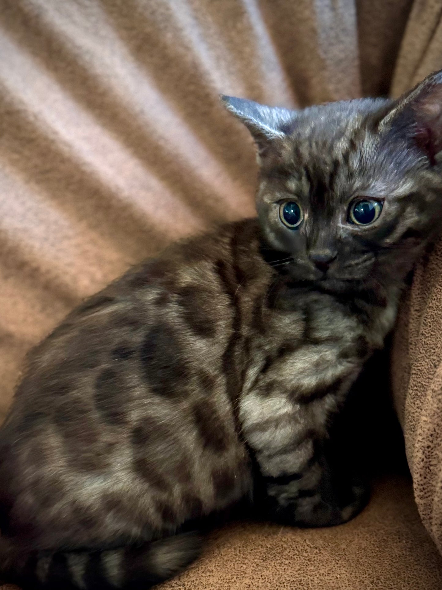 Black Melanestic Female Bengal Kitten