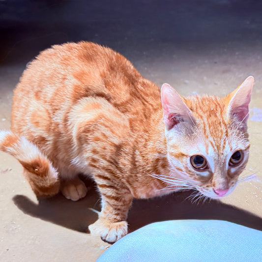 Look who is finally available !!,  through no fault of his , the  family decided to wait for a year . We have had so many inquiries about this handsome , exotic red Sorel male kitten . he won’t be available for long !