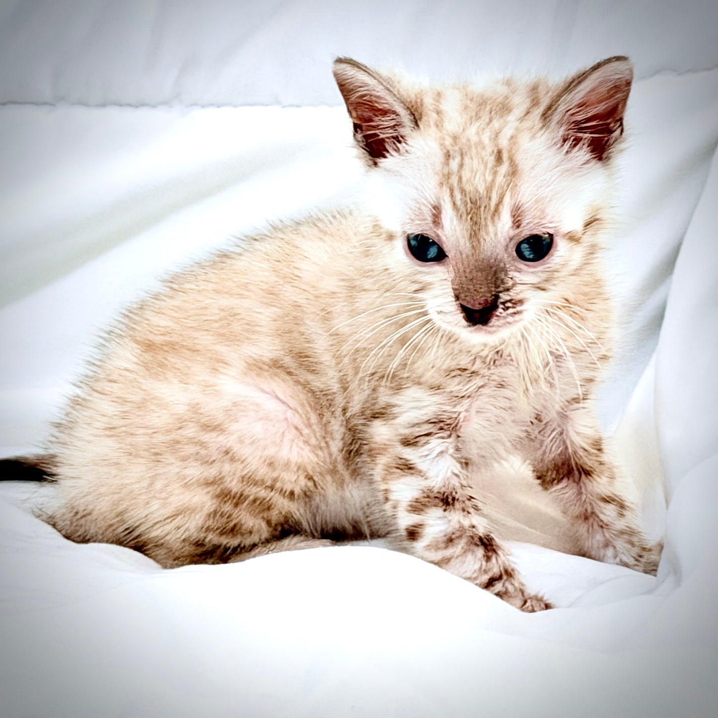 Female Snow Bengal kitten G3