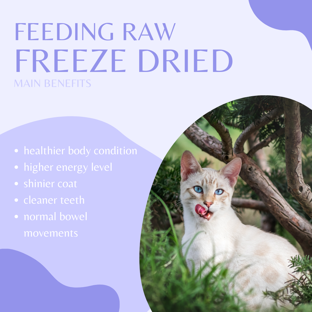Homemade Freeze Dried Raw Cat Food