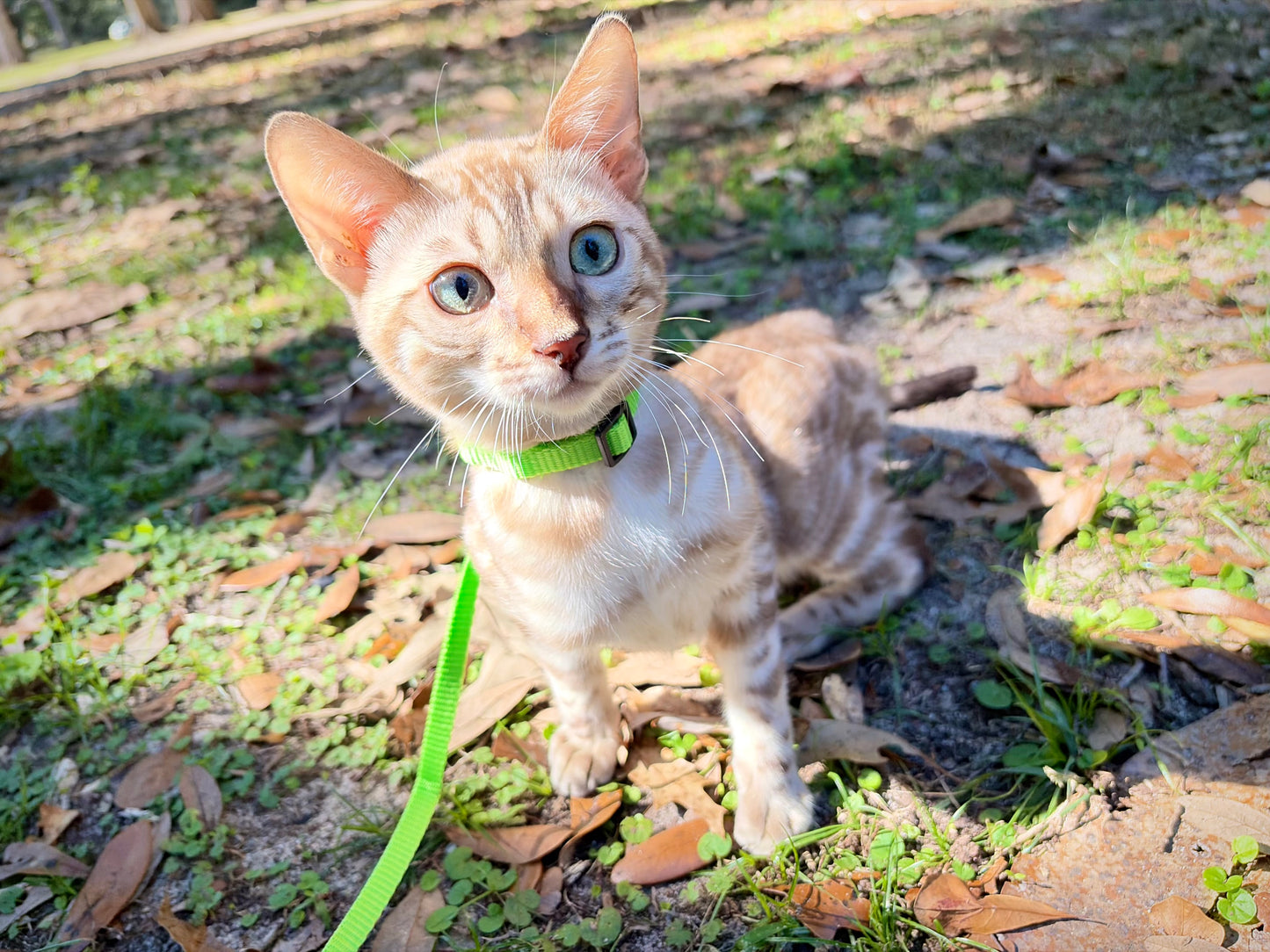 G2 Snow Bengal kitten with caramel rosettes Female