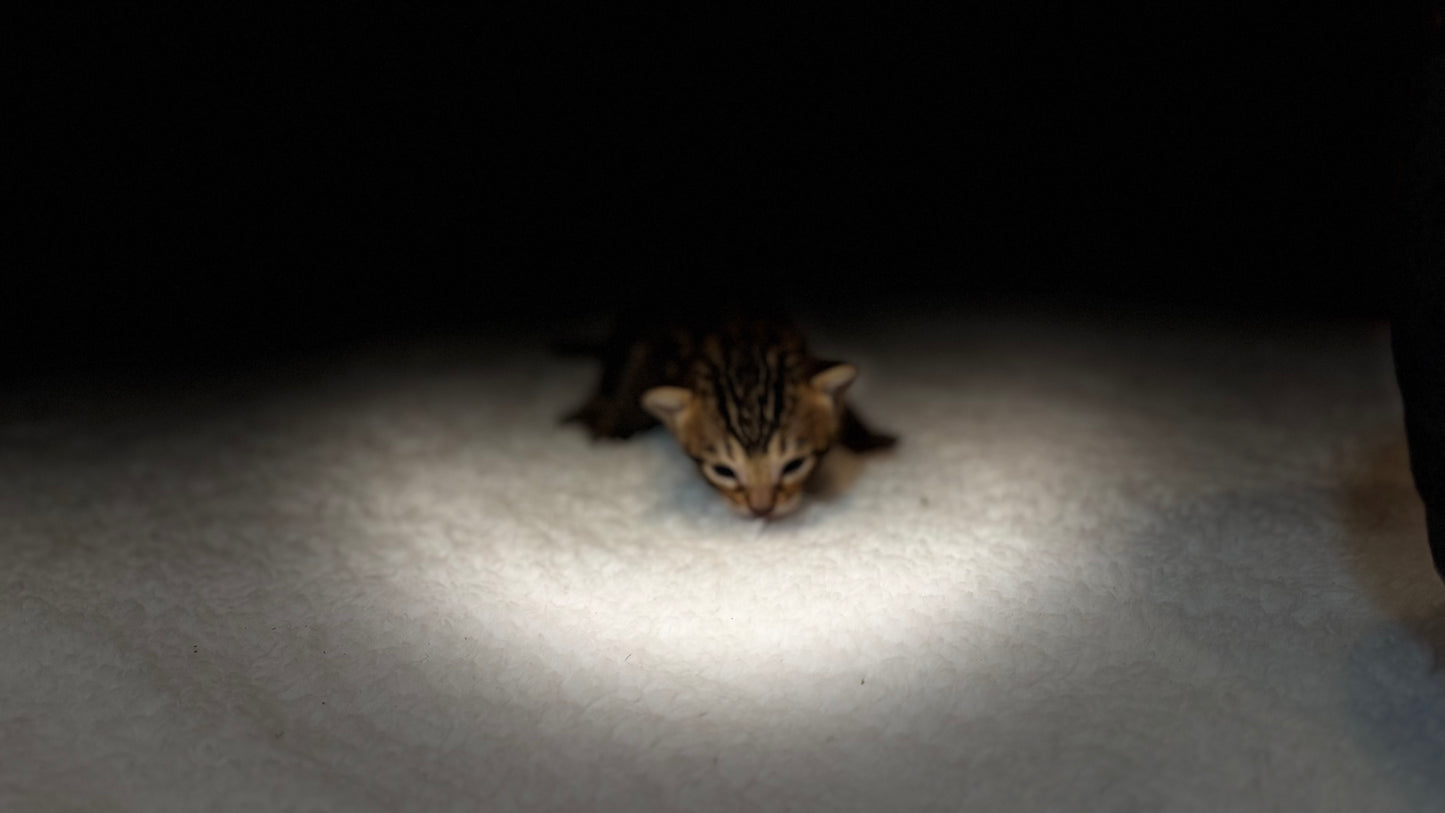 Reserve now                                    Warm Brown& Black Rosette Bengal Kitten
