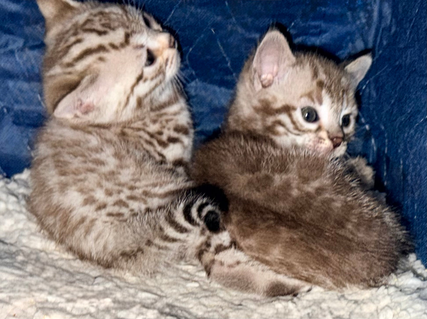 Sold                   G2  Snow Bengal kittens ready for Reserve now ready to go home in 5 weeks