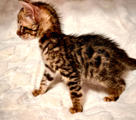 G2 Brown & Black Rosetted Male Bengal kitten