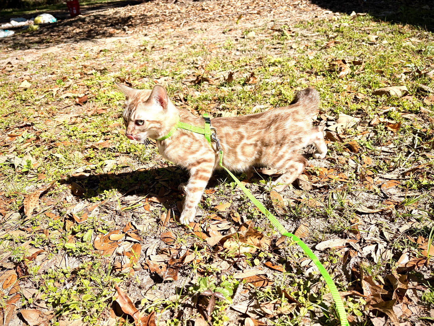 G2 Snow Bengal kitten with caramel rosettes Female