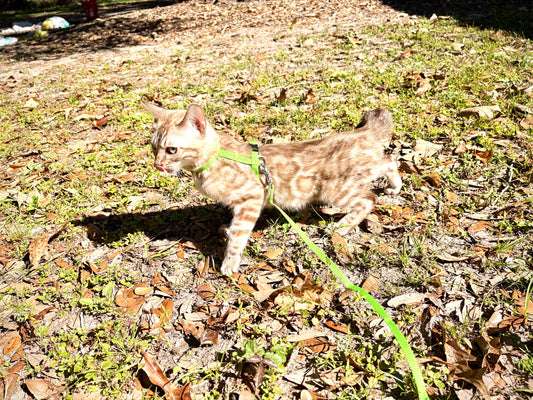 G2 Snow Bengal kitten with caramel rosettes Female